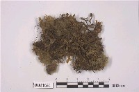 藏品(網絨衣)的圖片